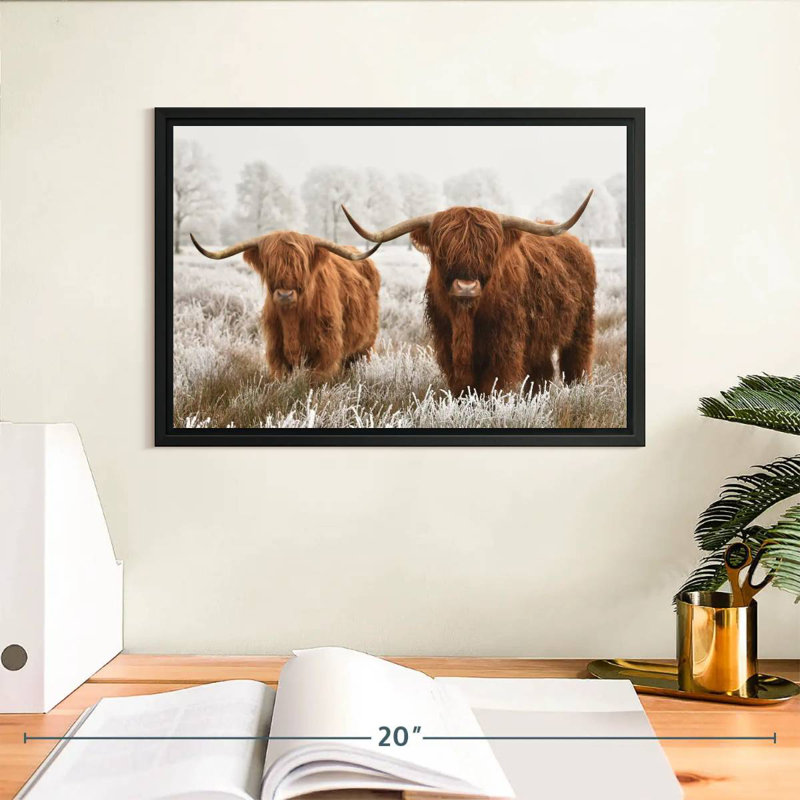 Vaches velues des Highlands écossais, H 9 po x l 13 po