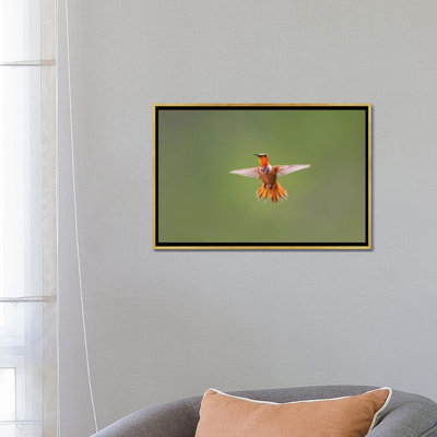 " Rufous Hummingbird " by Larry Ditto