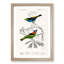 Bird Illustrations PL. 2C by Charles d Orbigny - Framed Print-55457164-55457166