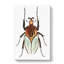 Cacique Beetle by George Shaw - Wrapped Canvas Painting-55304564