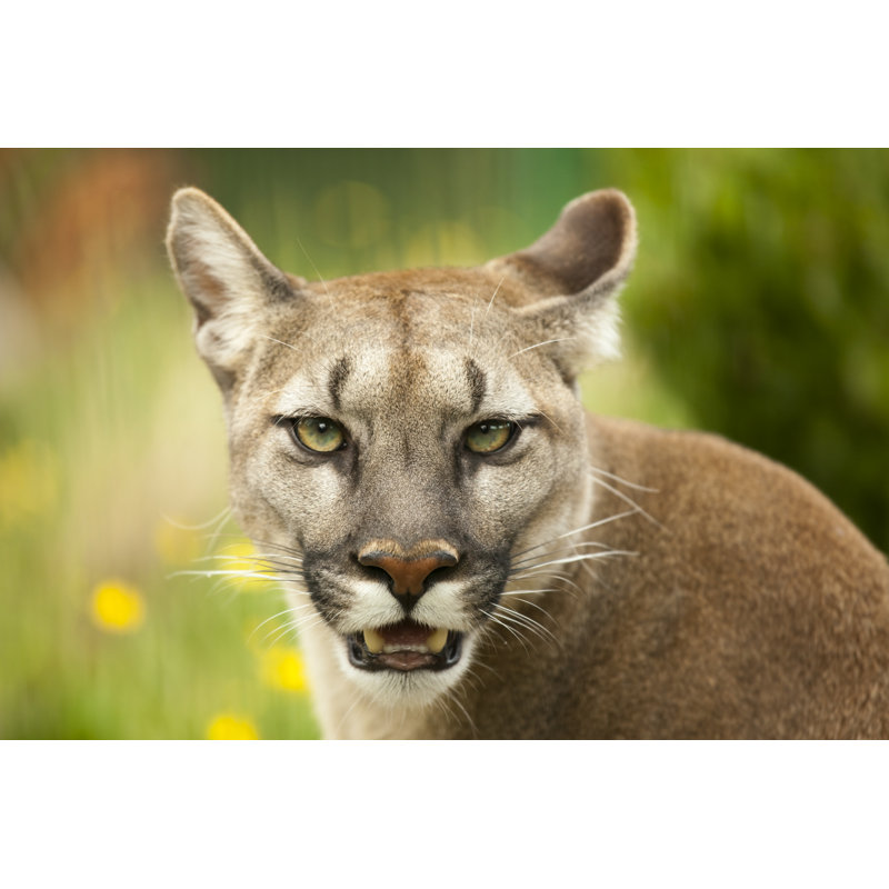 Gros plan sur Puma fixant par Ptaxa, H 20 po x l 30 po