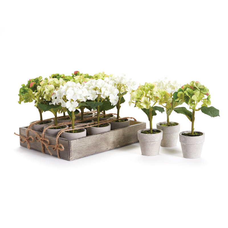 Mini hortensia en pot 7 po Alina, H 7 po x l 2,5 po x P 2,5 po, Vert clair