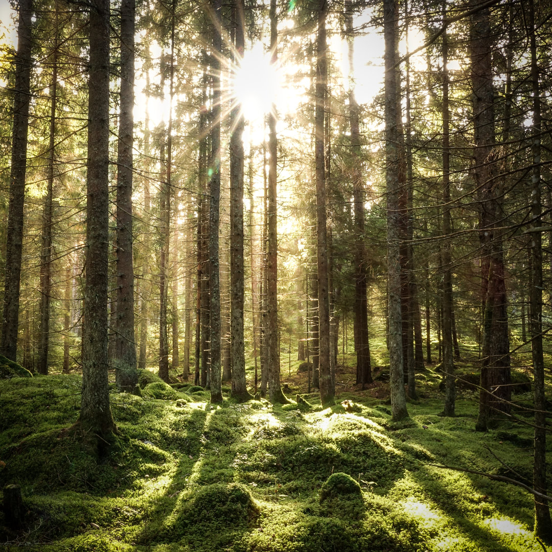 Coniferous Forest - Wrapped Canvas Print