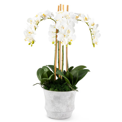 Celeste Realtouch Orchid Arrangement