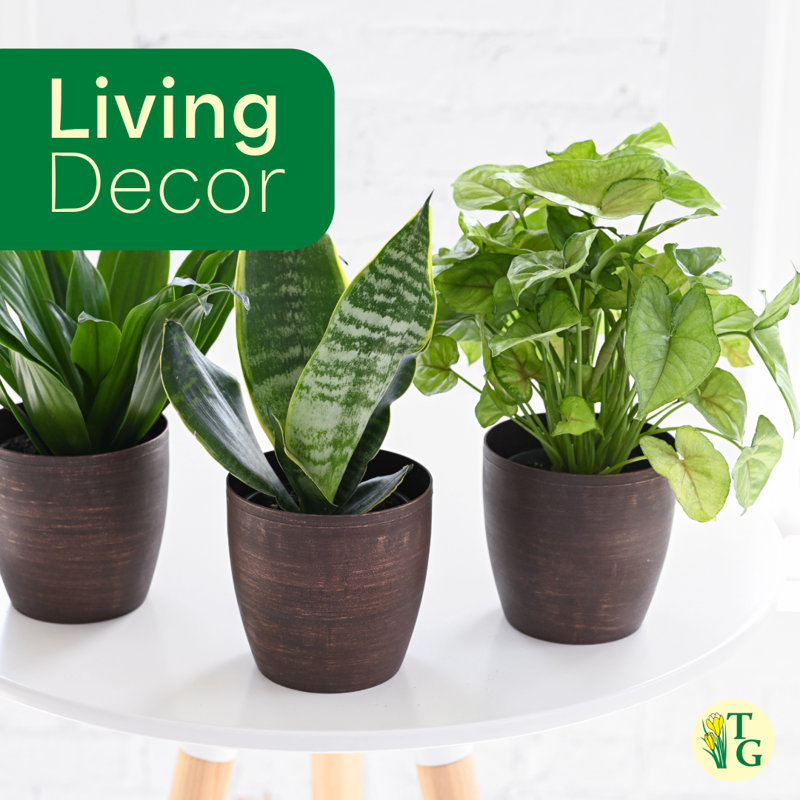 Live White Butterfly Plant, 11" H x 4.5" W x 4.5" D