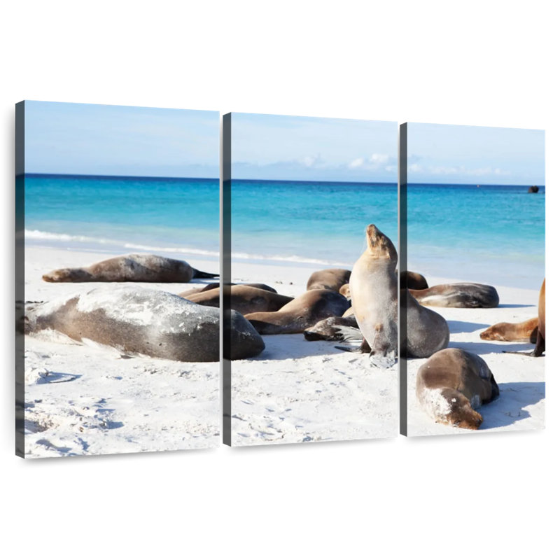 Brampt Galapagos Sea Lion Colony, 32" H x 50" W