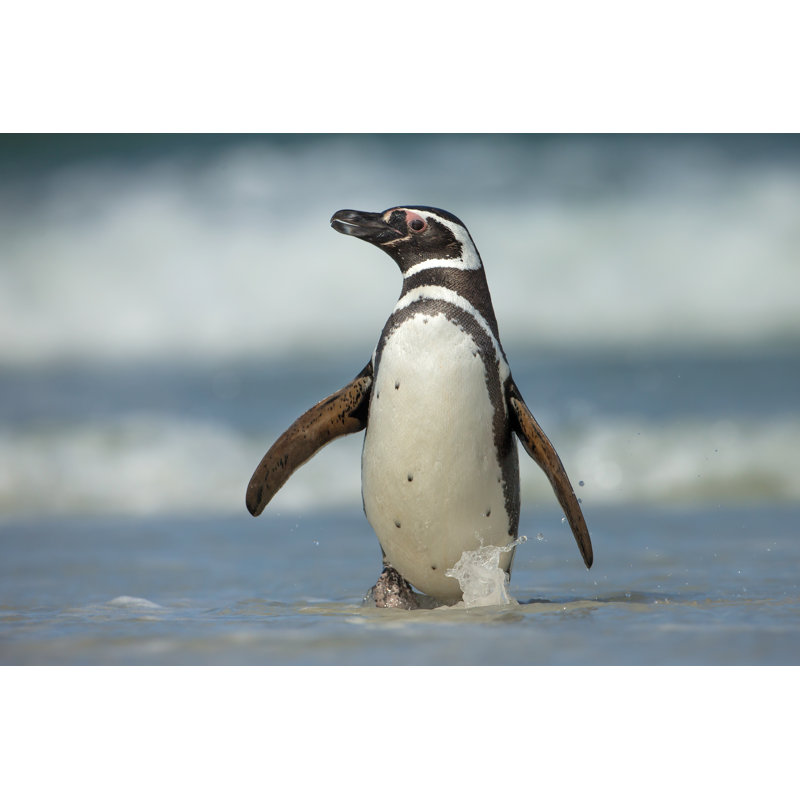 Magellanic Penguin - Photographie sur toile tendue, H 32 po x l 48 po