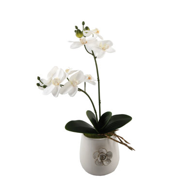 Orchidées pièce maîtresse en pot de fleurs