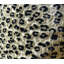Coussin guépard fait main-16243793
