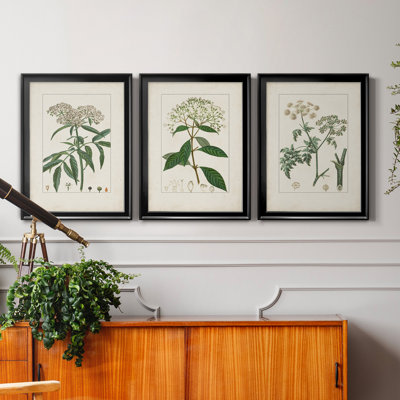 Antique Turpin Botanical VII - Ensemble de 3 peintures sur toile encadrées