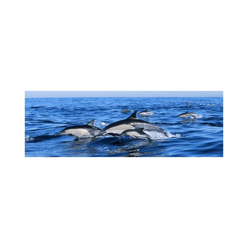 Common Dolphins Breaching In The Sea - Wrapped Canvas Panoramic Print, 182.88 cm H x 60.96 cm W