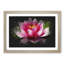 Pink Water Lily Flower Vol.3 - Picture Frame Graphic Art-62804094-62804091