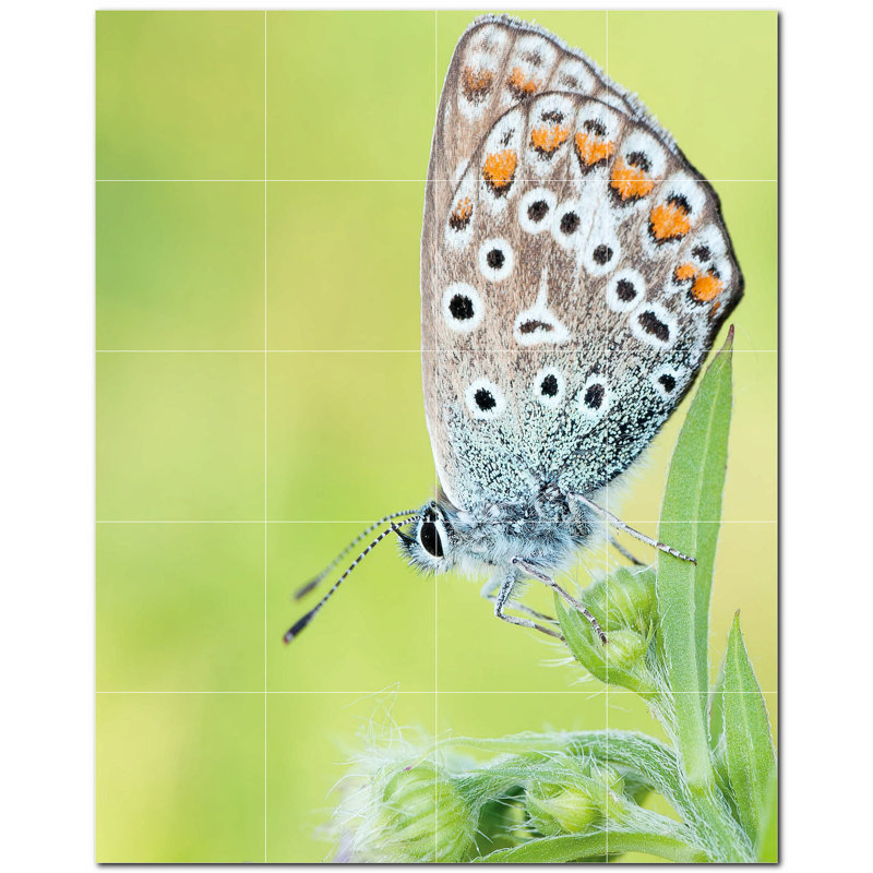 Murale en céramique satinée Butterfly Photo 4,25 po x 4,25 po