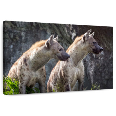 Hyenas On Alert