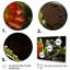 Grenouille amphibienne sérénade - impression-1606599898-1606599897