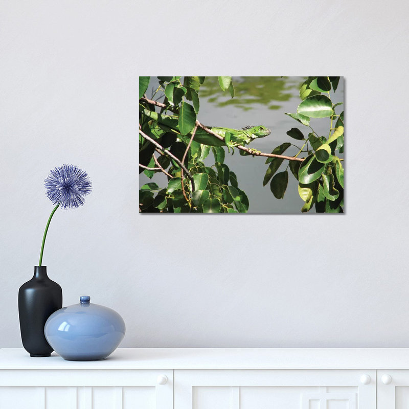 Young Iguana 1 Piece Wrapped Canvas Wall Art, 30.48cm H x 45.72cm W x 1.91cm D