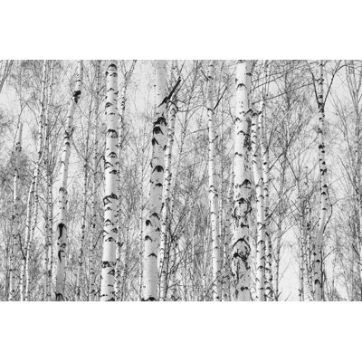 " Birch Grove In Autumn "