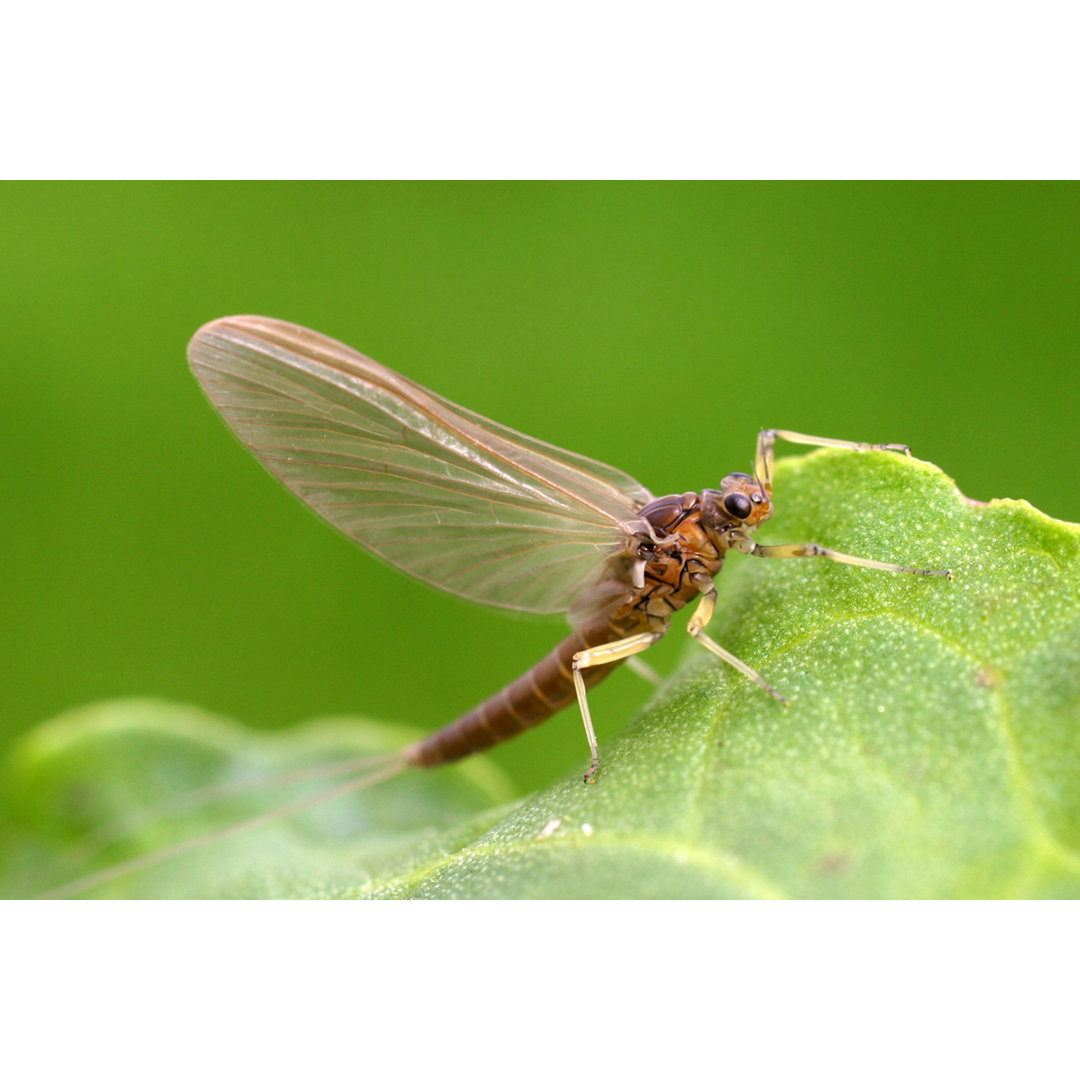 Baetis Tenax - Fotografie ohne Rahmen auf Leinwand