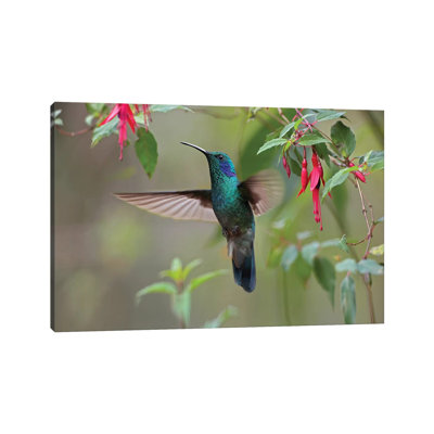 Green Violet-Ear Hummingbird Foraging, Costa Rica by Tim Fitzharris - Wrapped Canvas Print