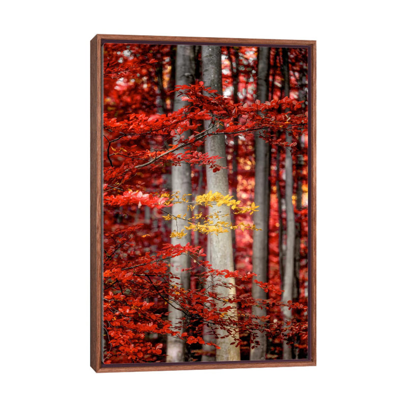 Final Moments by Philippe Sainte-Laudy - Print on Canvas, 101.6 cm H x 66.04 cm W, Classic Brown Wood Framed