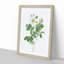 Twin-Flowered White Rose by Pierre-Joseph Redoute - Picture Frame Painting Print-55615149-55615150