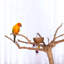 Pied de sol en forme d'arbre n ° 2 Coffeawood