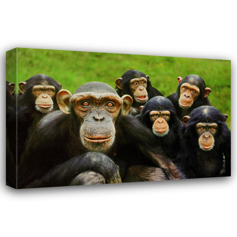 Chimpanzés, H 16 po x l 24 po