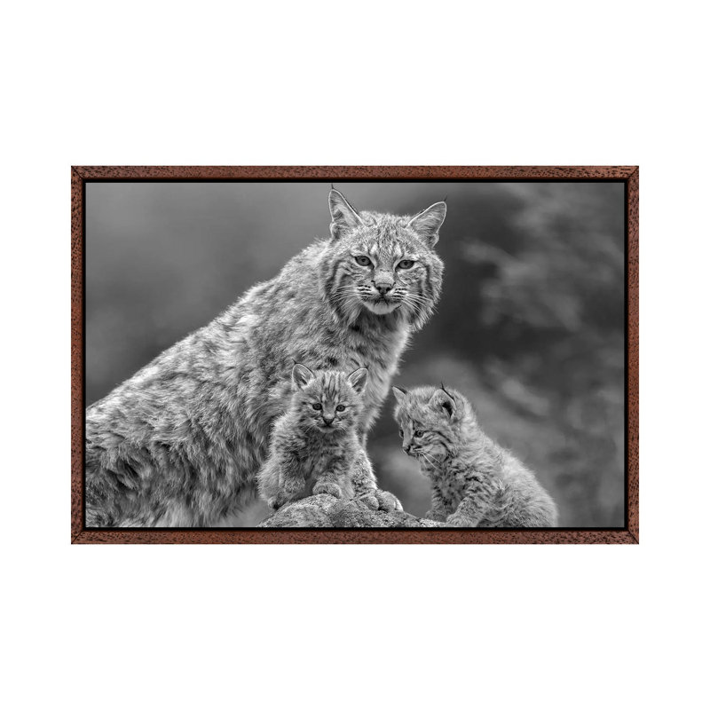 Bobcat Mother And Kittens, North America by Tim Fitzharris - Gallery-Wrapped Canvas Giclée on Canvas, 66.04 cm H x 45.72 cm W