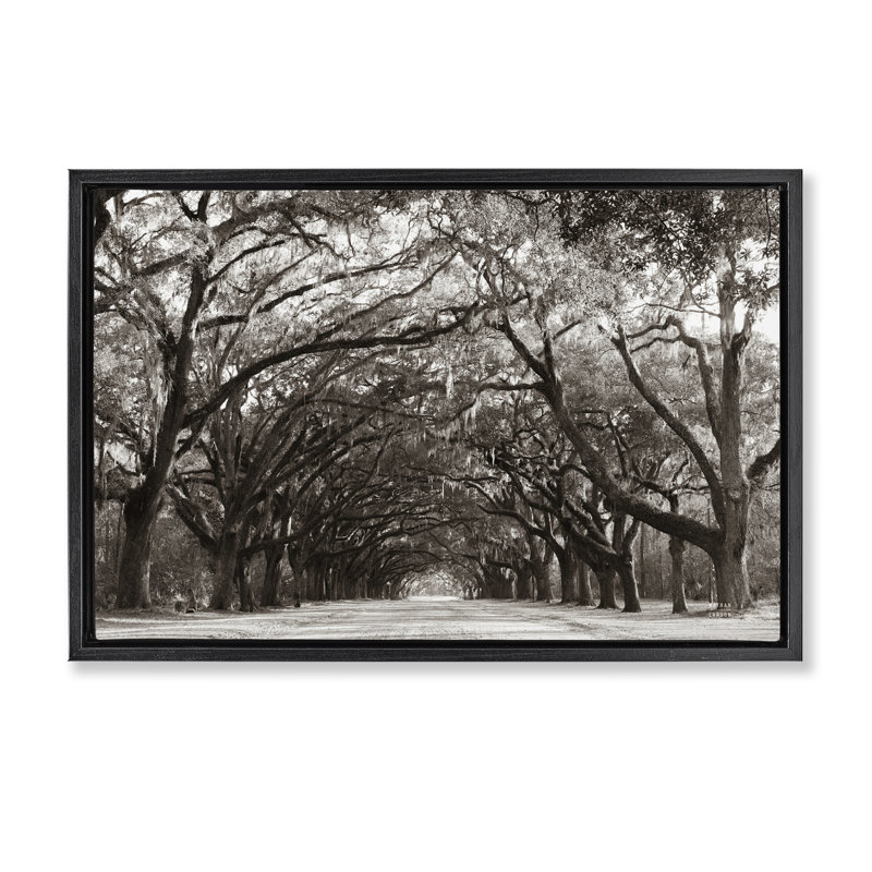 Cadre flottant Georgia Stroll Tree Tunnel, design par Nathan Larson, Cadre flottant noir de jais, H 21 po x l 31 po