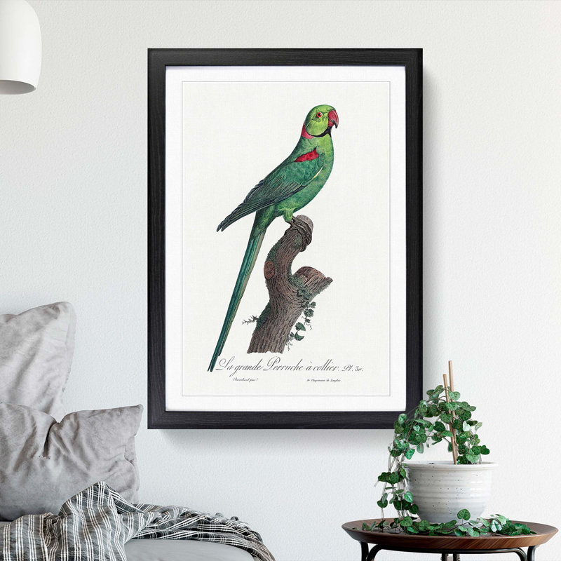 A Rose-Ringed Parakeet by F. Levaillant - Framed Print, 45cm H x 33cm W x 2cm D, Black  Bordered Framed