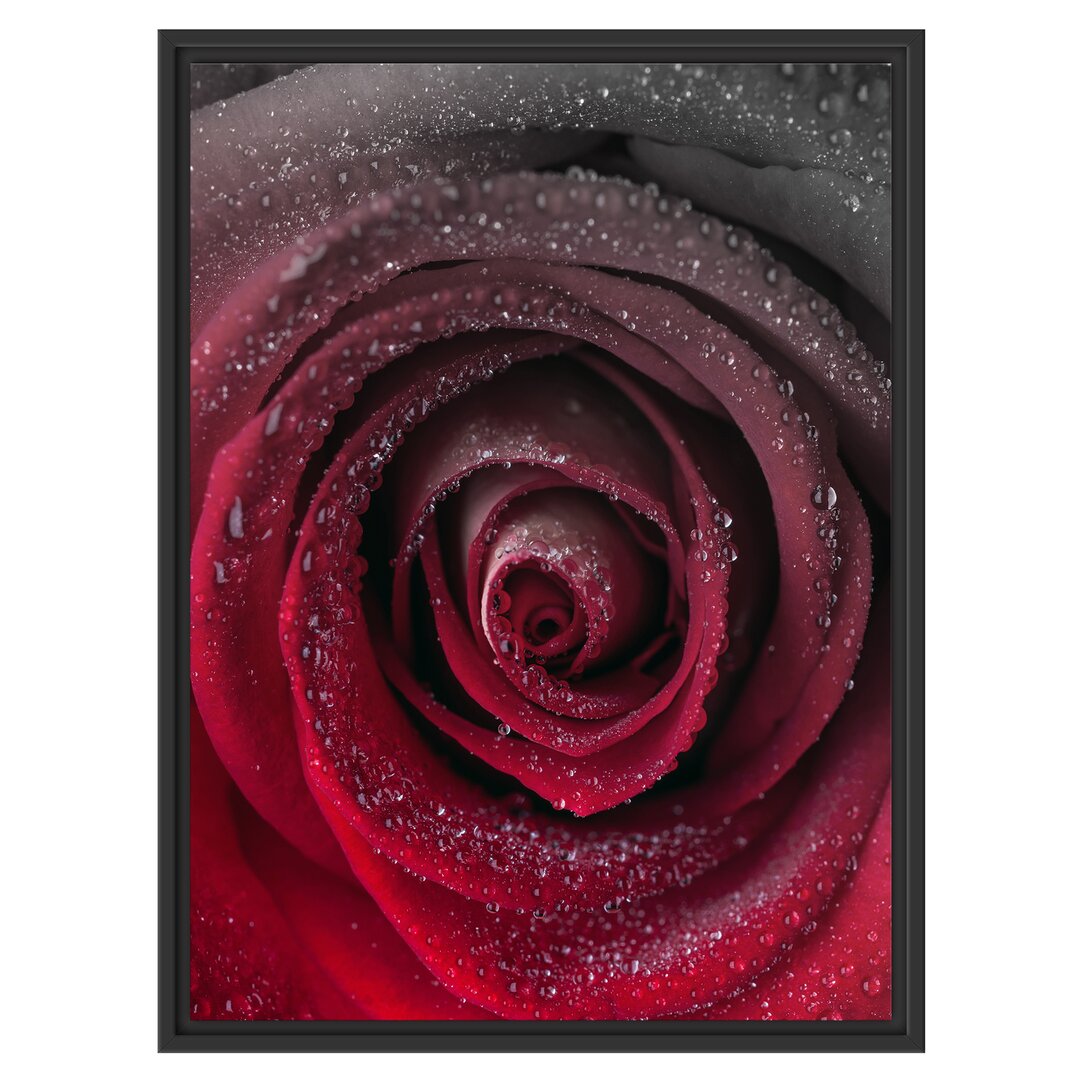 Gerahmtes Wandbild Rote zarte Rosenblüte