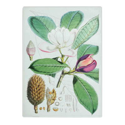 Tempered Glass Himalayan Magnolia Flower by W. H. Fitch Chopping Board