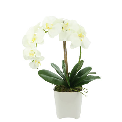 Orchidée dans un vase
