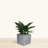 Wandie Green Polyethylene Pot Planter-1628738415-1628738412
