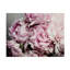 Pe pivoines Galore II par Elizabeth Urquhart - Photographie sur toile tendue-2029059351