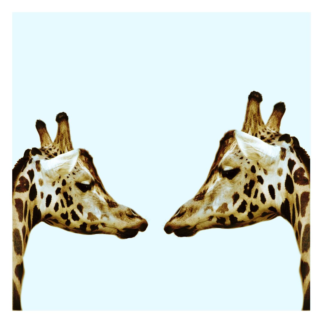 Strukturierte Tapete Giraffes in Love 1,92 m x 192 cm