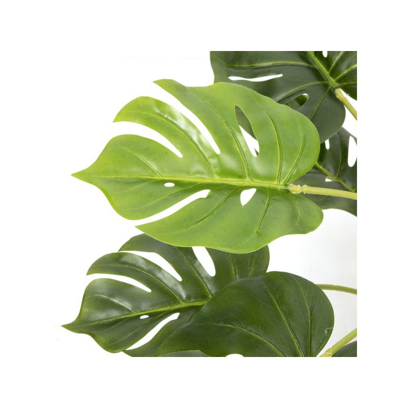 62cm Plant
