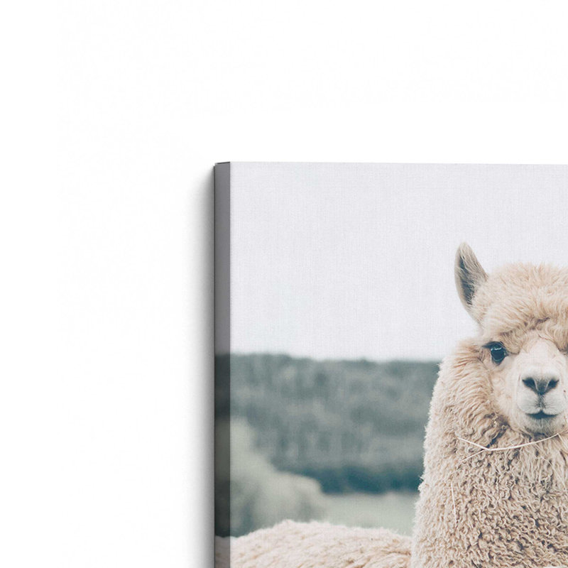 Impression sur toile Alpaca Charm, H 18 po x l 12 po x P 1,25 po, Toile tendue