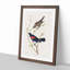 Prairie Starling Bird by John Audubon - Picture Frame Painting Print-55601983-55601986