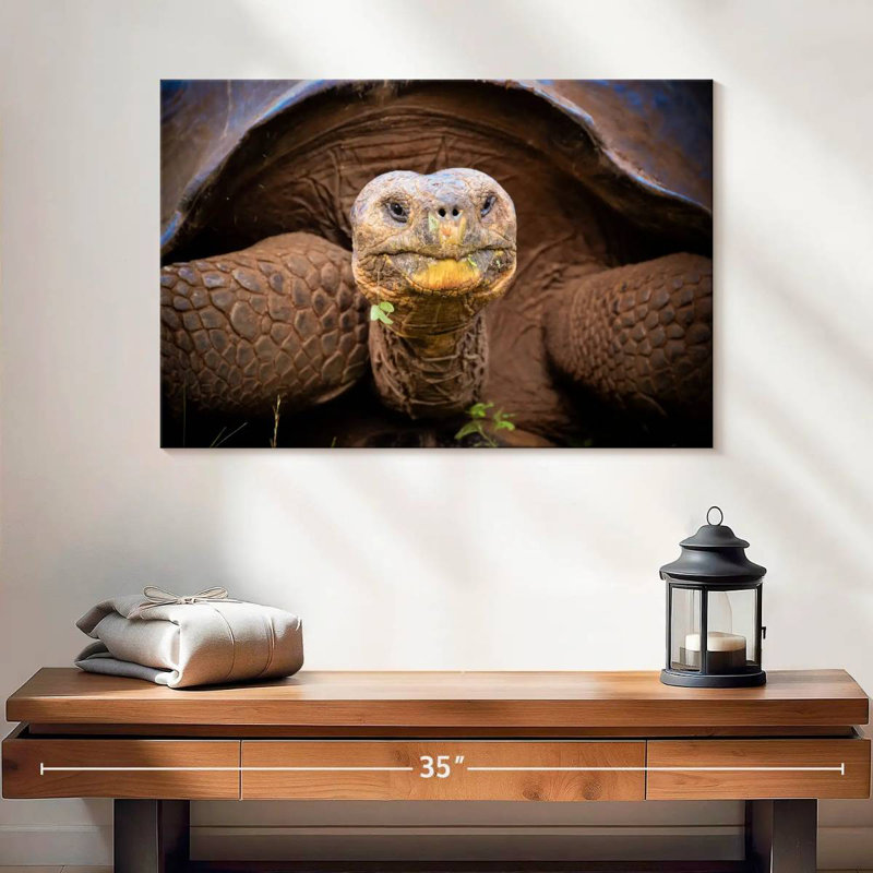 Brampt Galapagos Tortoise, 30" H x 45" W