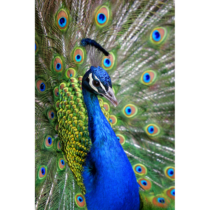 Colourful Peacock - Wrapped Canvas Print, 122cm H x 81cm W
