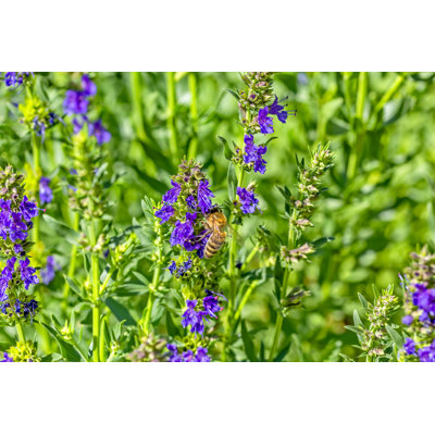 Bee on a Hyssop Flower 1 Piece Wrapped Canvas Wall Art