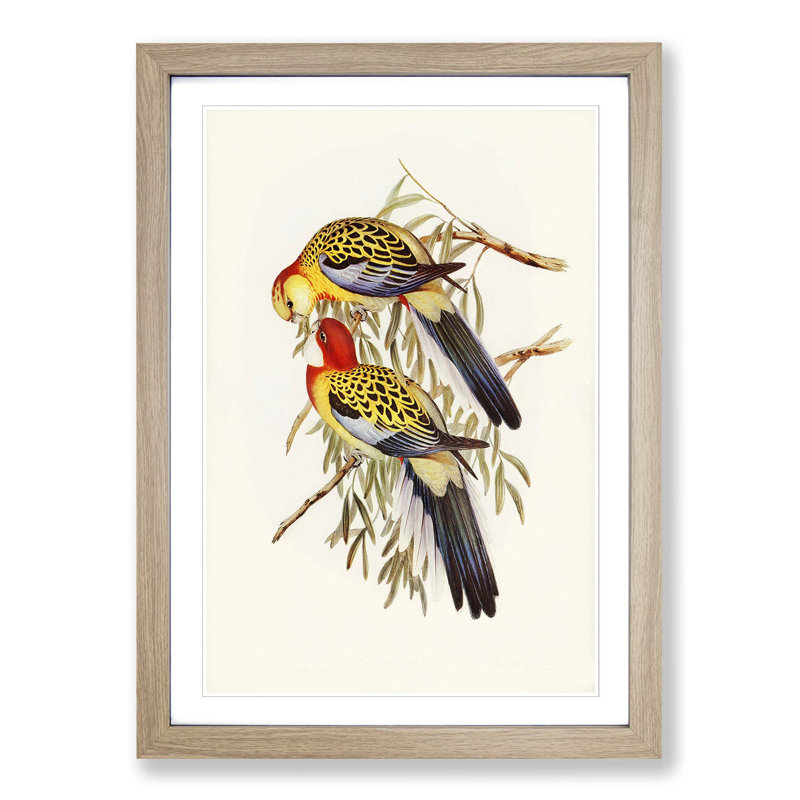 Splendid Parakeets by Elizabeth Gould - Picture Frame Painting Print, Oak Framed, 36cm H x 27cm W x 2cm D