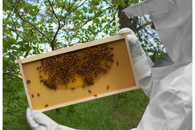 beekeeper holding a bee covered frame