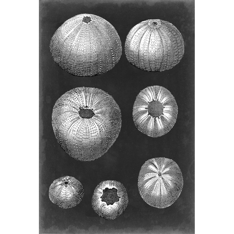 Alabaster Shells IV by Vision Studio - Wrapped Canvas Print, 30cm H x 20cm W x 3.8cm D