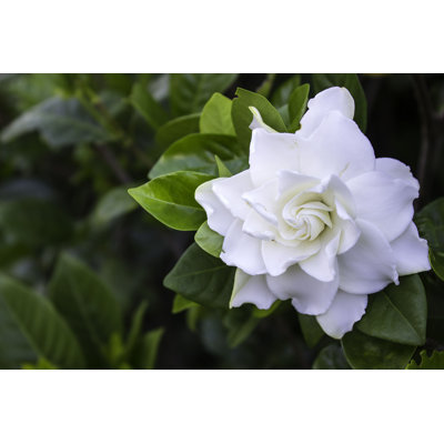 Ellyanah " Gardenia Jasminoides " by Nicom1108