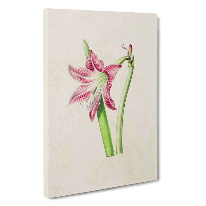 Pink Amaryllis Flower Illustration - Wrapped Canvas, 60cm H x 40cm W x 3cm D