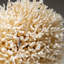 Genuine Birds Nest Coral ( 3.5 Lbs)-999671485
