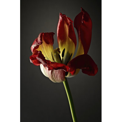 Studio Flowers XII - Wrapped Canvas Print