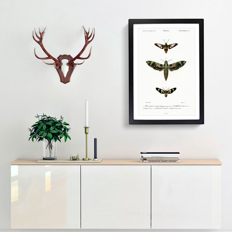 Moth Illustrations Pl.9 by Charles d' Orbigny - Framed Print, 65cm H x 48cm W x 2cm D, Black Framed